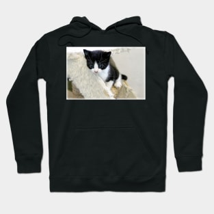 Whiskery Worries Hoodie